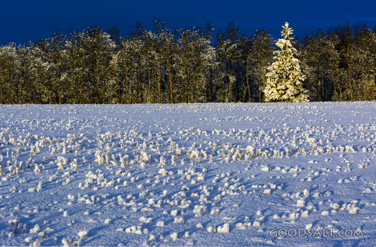 A Frosty Field