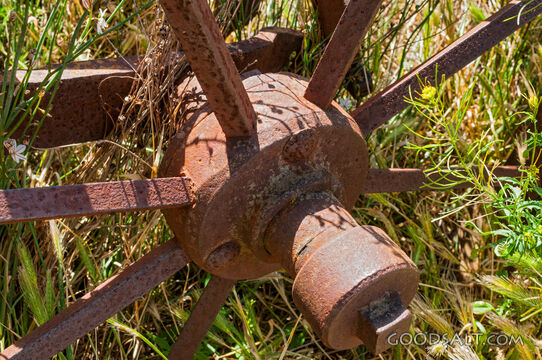 Abandoned rusty farm machinery in the wild flowers.