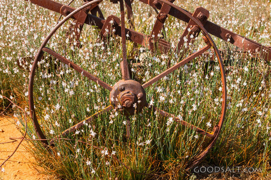 Abandoned rusty farm machinery in the wild flowers.
