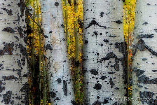 Aspen Tree Trunks on the Autumn Forest