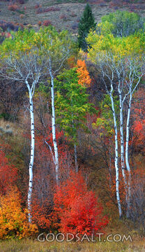 Aspens above the Snake River