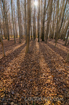 Autumn leaves on forest floor and bare trunks.