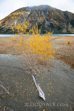 autumn leaves on shore of lake