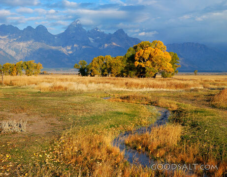 Autumn Trees, Creek and Teton Mountains