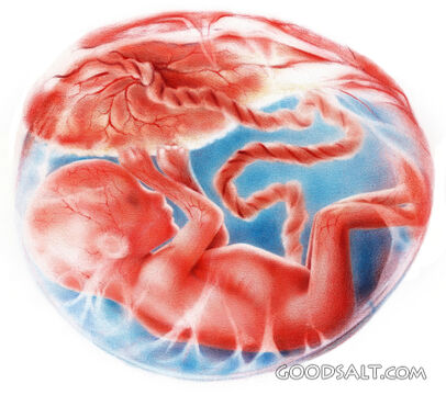 Baby in the Womb