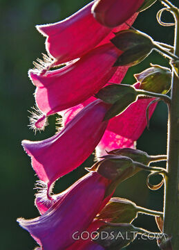Backlit Foxglove Stalk
