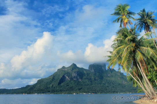Beach, Palms, and Mountain