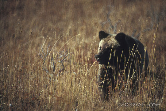 Bear Cub in a Golden Field