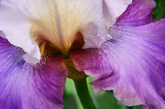 Bearded Iris