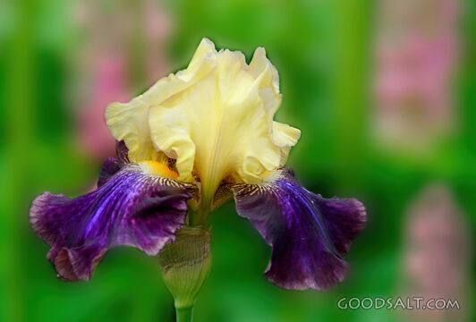 Bearded Iris