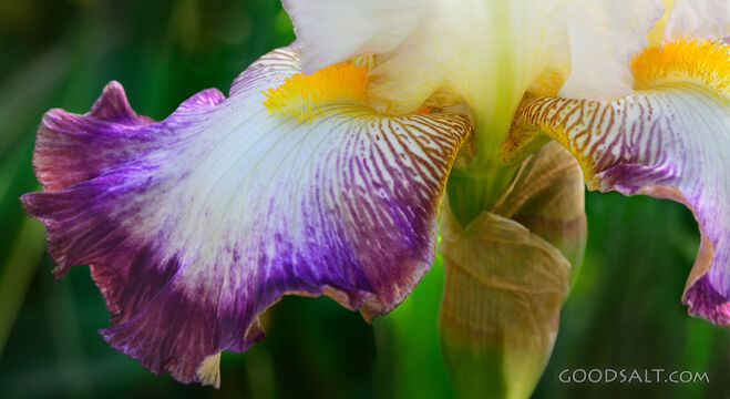 Bearded Iris Closeup