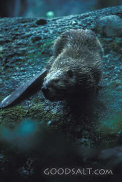 Beaver