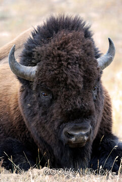 Bison Portrait