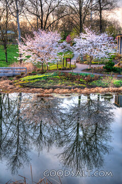 Blooming Trees Reflected
