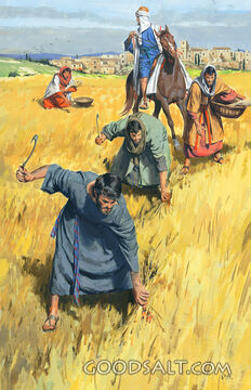 Boaz the Friendly Farmer