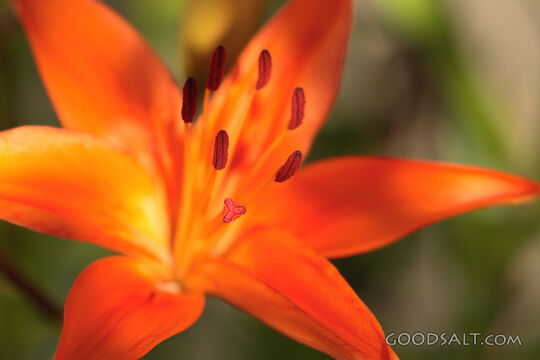 Bright Orange Flower