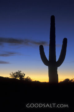 Cacti Silhouette