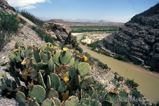 Cactus above a River
