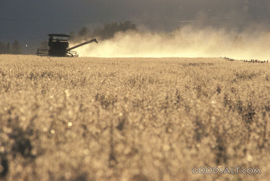 Combining the Wheat at Harvest