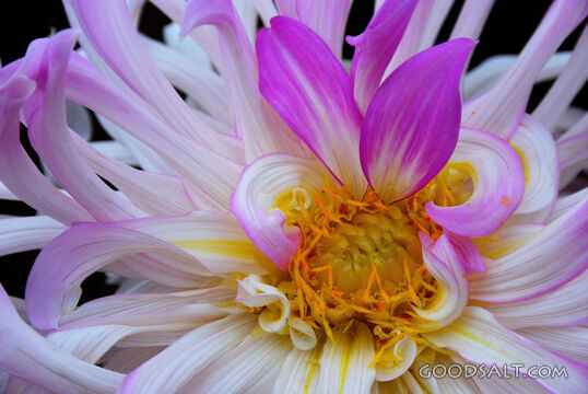 Curly Petals on Dalia