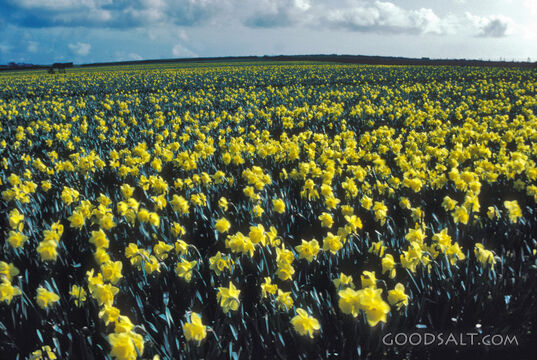 Daffodil Field