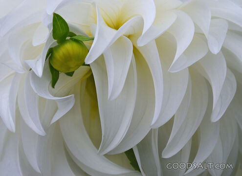 Dahlia Petals Like Angel Wings