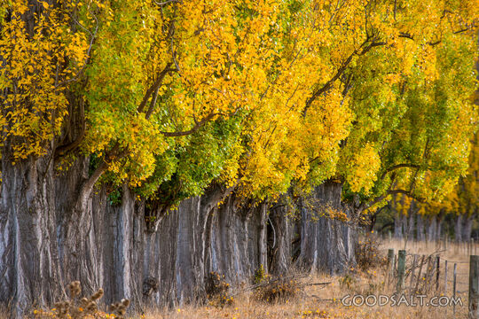 Deeply yellowed autumn leaves on row of Poplar trees.