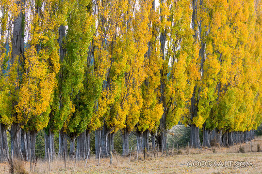 Deeply yellowed autumn leaves on row of Poplar trees.
