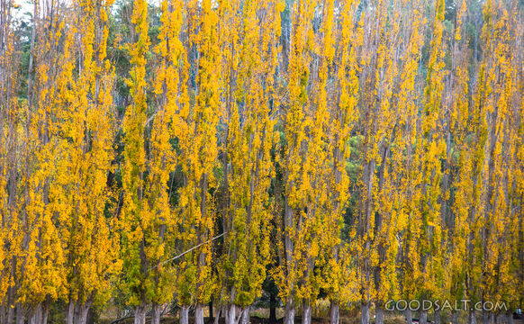 Deeply yellowed autumn leaves on row of Poplar trees.