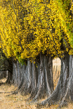 Deeply yellowed autumn leaves on row of Poplar trees.