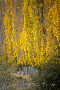 Deeply yellowed autumn leaves on row of Poplar trees.