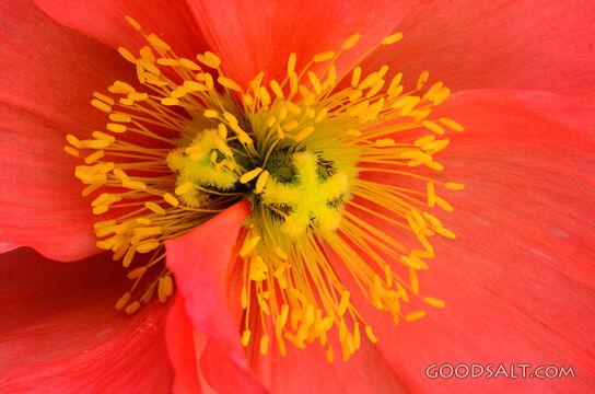 Double Centered Poppy