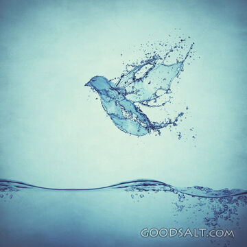 Dove Made of Water