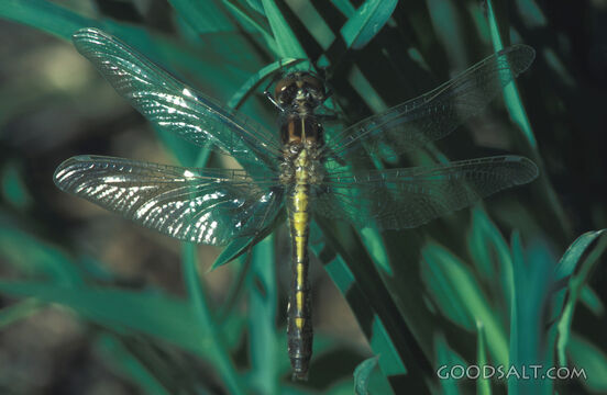 Dragonfly