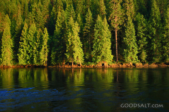Evergreen trees reflected on smooth river in summer.