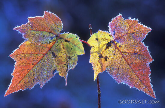 Fall Leaves After Frost