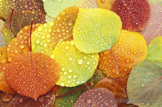 Fall Leaves With Rain