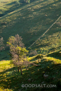 Farm fence in sparkling dew drenched paddock in hilly terrain.