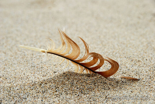 Feather in the Sand