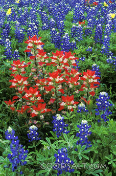 Field of Blue and Red Wildflowers