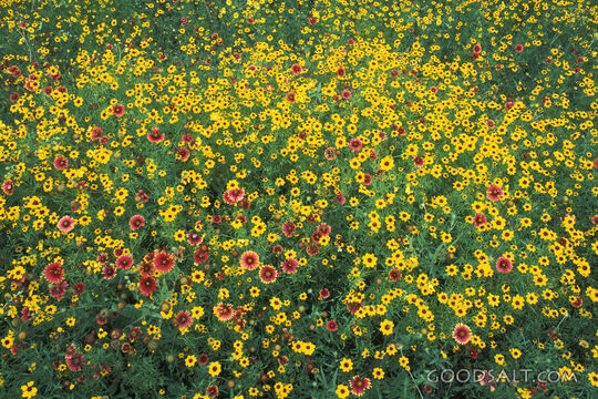 Field of Yellow and Red Daisies