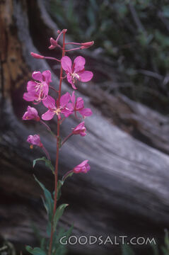 Fireweed