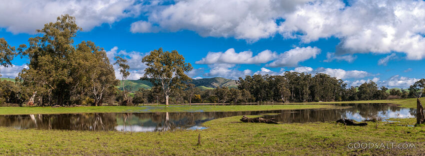 Flooded farmland and bush.