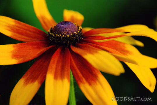 Garden Coneflower