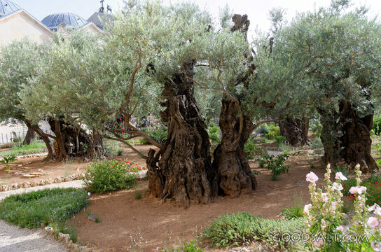 Garden of Gethsemane Olive Tree