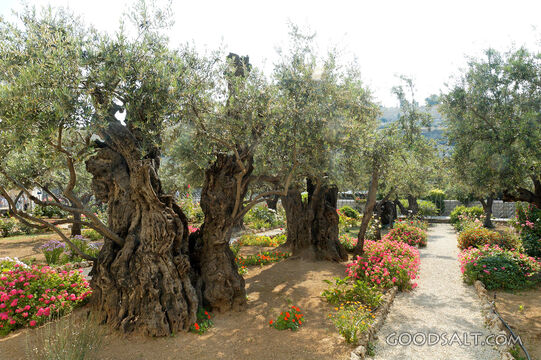 Garden of Gethsemane Olive Trees