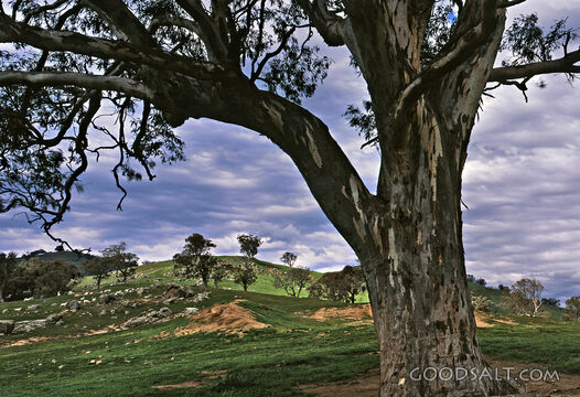 gnarly tree with grassy hills
