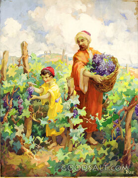 Grape Picking
