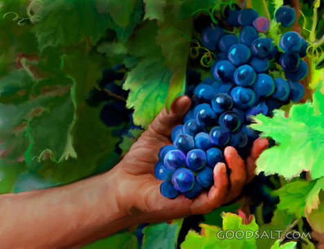 Grapes