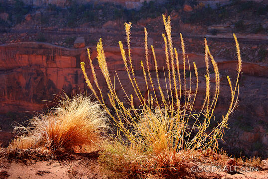 Grasses in the Canyon
